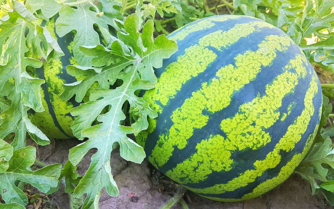 Usta manavlar biliyor sadece bu sırları! Karpuz seçerken yapın asla kelek çıkmıyor - Resim: 3